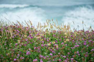 Clover. Herbs. Motley grass growing at Atlantic Ocean coast in France