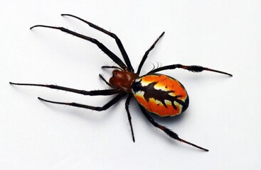 Obraz premium Close up photo of Red fire spider from Indonesian New Guinea