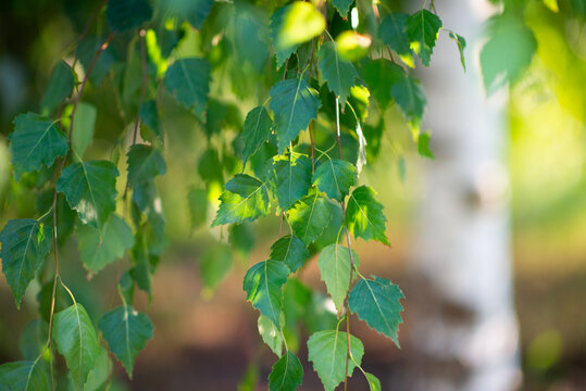 Birch tree growing in summer park, beauty in nature, branches with leaves, detail. Beautiful natural background