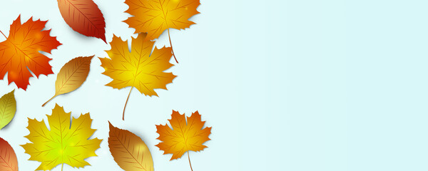 autumn leaves color banner © alex_aldo