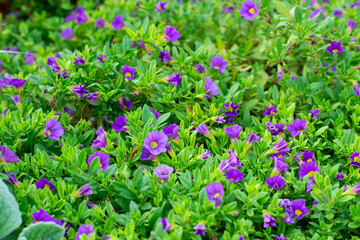 Petunia flowers blooming in summer garden, beauty in nature