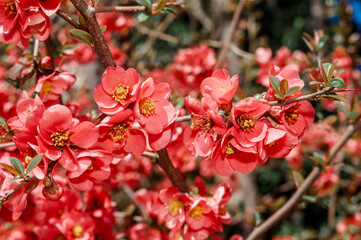 Flowering Guince (Chaenomeles speciosa x Chaenomeles japonica) in park, Crimea