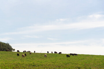 Farm animals in extensive breeding on a livestock farm