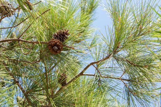Aleppo Pine, branch with fir-needles and cones