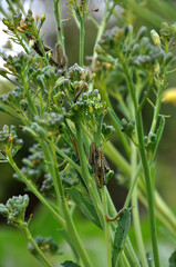 Pieris brassicae larvae. Caterpillars on broccoli..Pieris brassicae larvae is a caterpillar of a large white Cabbage butterfly on a broccoli cabbage plant. Cabbage butterfly