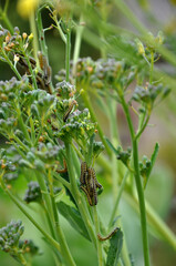 Pieris brassicae larvae. Caterpillars on broccoli..Pieris brassicae larvae is a caterpillar of a...