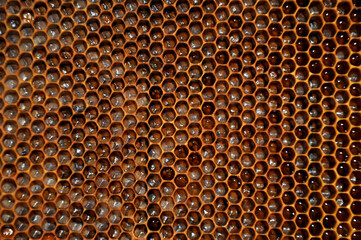 Honeycomb with honey..Incomplete production of honey in combs