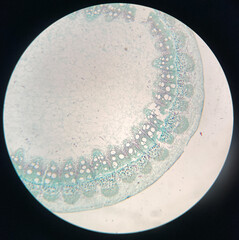microscopic photo of pine stem structure