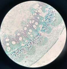 microscopic photo of pine stem structure