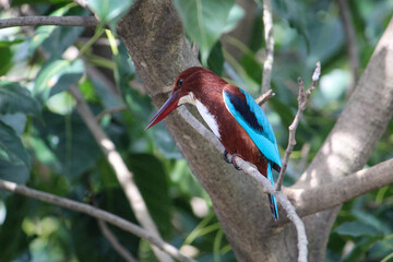 kingfisher on branch