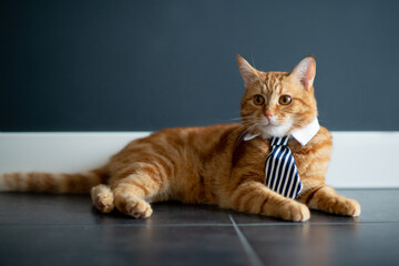 Fashion red tabby cat wearing business tie with white shirt collar. Gorgeous fluffy adorable young...