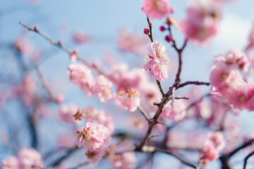 Plum Blossom Branches
