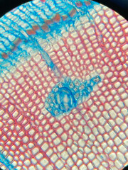 microscopic photo of plant stem structure