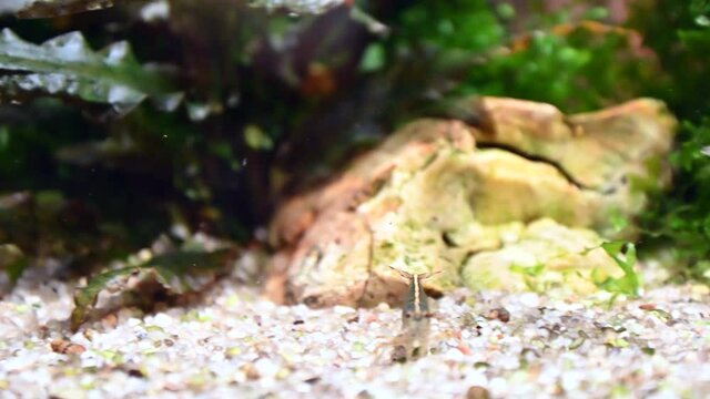 Small crustacean runs along the bottom of the aquarium.