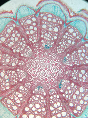 microscopic photo of clematis stem structure