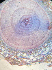 plant tissue under microscope