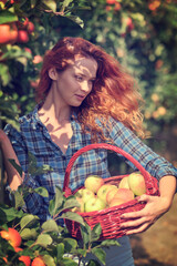 Fruit farmer woman harvesting apples in her basket