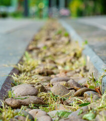 stones and grass in foreground and blurred background