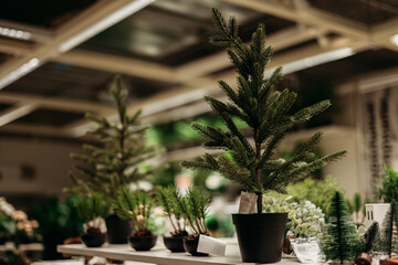 Christmas tree in a pot on a shop counter