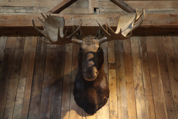 Moose head on a textured wood wall