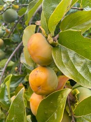 Branches of a persimmon tree full of persimmons. Persimmons ripening on the tree