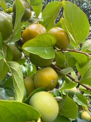 Branches of a persimmon tree full of persimmons. Persimmons ripening on the tree