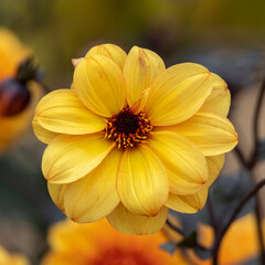 yellow flower in the sun