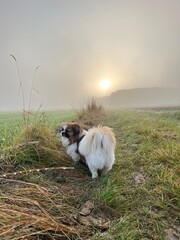 Kleiner Hund steht auf einem Feldweg bei Nebel und blickt auf die Felder und den Acker.
Tibet Spaniel, Tibetan Spaniel, Herbst