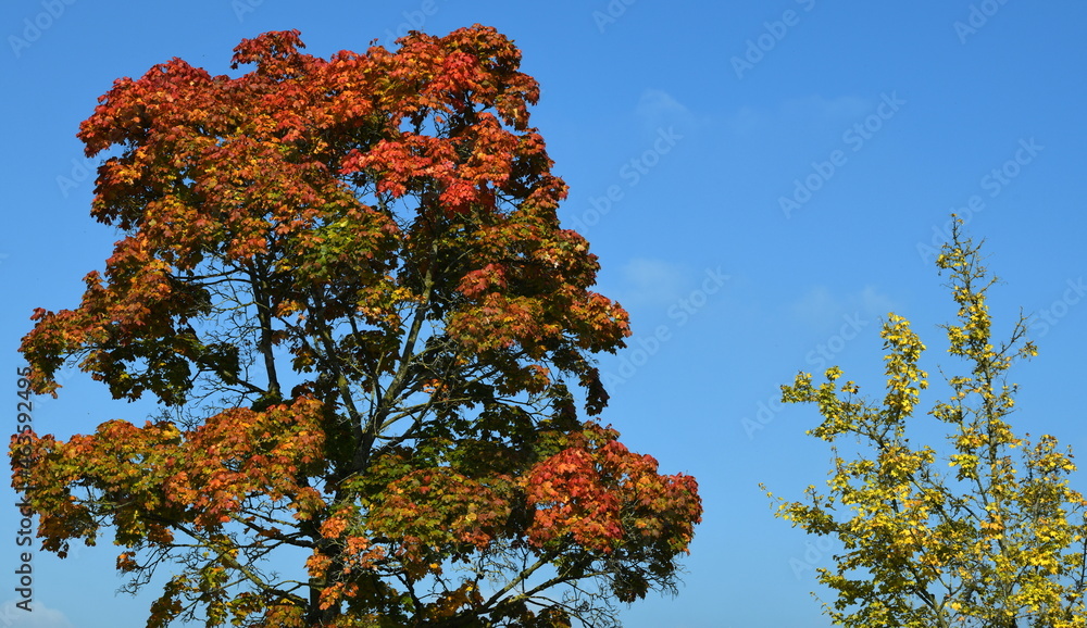 Canvas Prints automne coloré