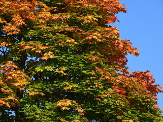 automne coloré