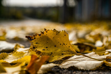 autumn leaves in the park