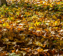 yellow leaves on the ground