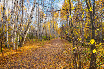 Autumn landscape of a birch grove, fallen leaves.