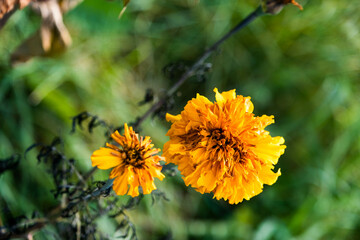 yellow flowers,Moldova