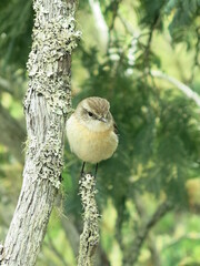 Neugieriger Vogel