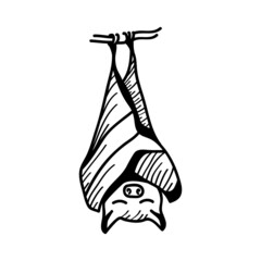 Bat line illustration in sketch style on white background. Vector illustration design template.
