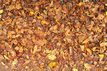 散り積もった道路わきの桜の古い枯れ葉