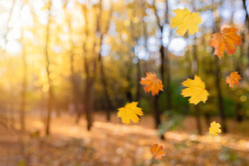 Falling autumn leaves natural blurred background. Beautiful autumn park with yellow leaves and trees