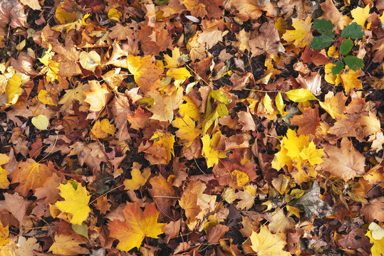 Yellow and orange autumn leaves background. View from above