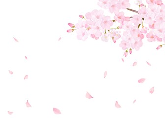 美しく華やかな桜の花と花びら舞い散る春の白バック背景ベクター素材イラスト
