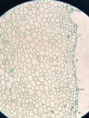 microscopic photo of pelargonium stem structure