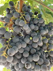 Vertical closeup of the detail of cabernet sauvignon grapes on the vine.