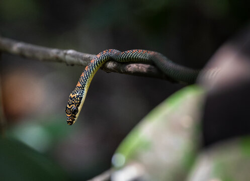 Paradise tree snake photographed in Pasir Ris Park, Singapore