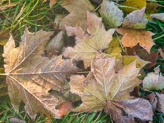 red yellow autumn foliage on the ground