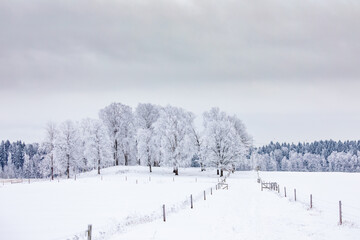 winter landscape with trees
