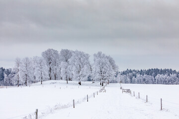 Magical winter landscape. Snow cowered trees. Winter in Finland