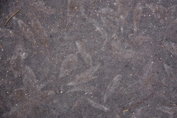 The imprint of fallen leaves on the asphalt road.