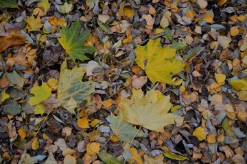 Autumn carpet of fallen maple leaves.