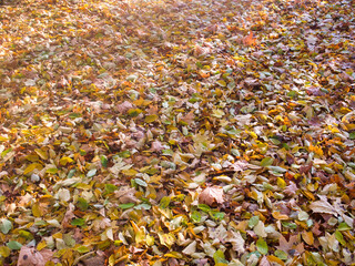 red yellow autumn foliage on the ground