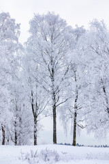Fototapeta na wymiar Magical winter landscape. Snow cowered trees. Winter in Finland